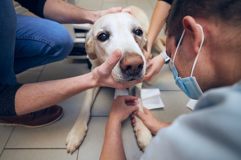 Essential Vaccinations Every Pet Needs
