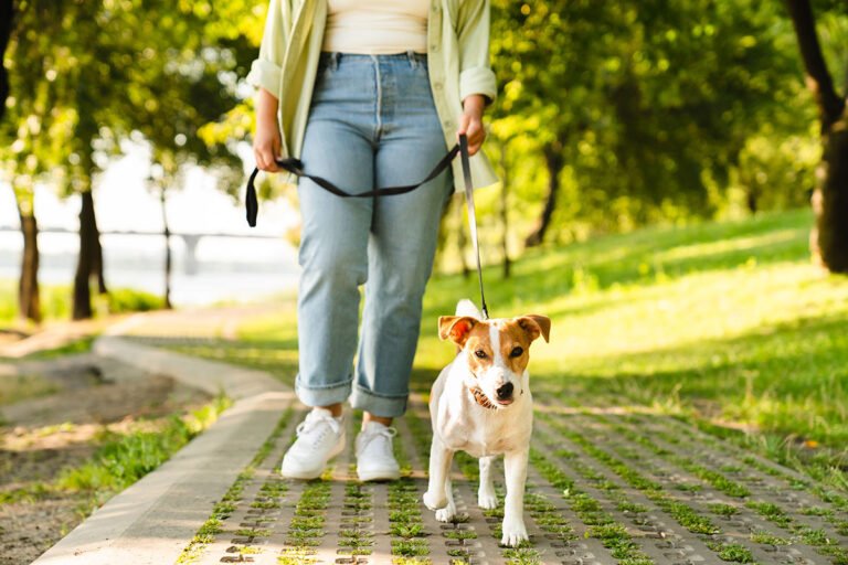 How Regular Grooming Benefits Your Pet’s Health