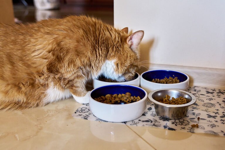 Buy vs. Adopt: What’s Best for You and the Pet?